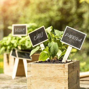 Stecketiketten Kreidetafel Holz - 10 Stück + Stift