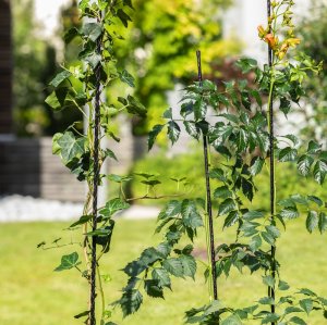 Fiberglas Pflanzstab - anthrazit - verschiedene Längen